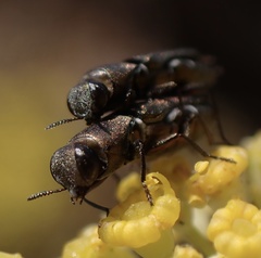 Anthaxia umbellatarum