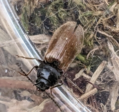 Hemicrepidius pallidipennis