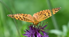 Argynnis adippe