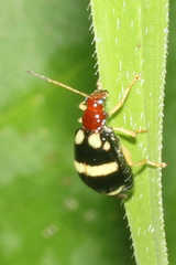 Gynandrobrotica