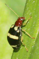 Gynandrobrotica