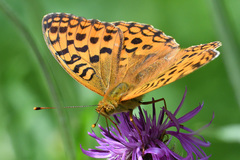 Argynnis adippe