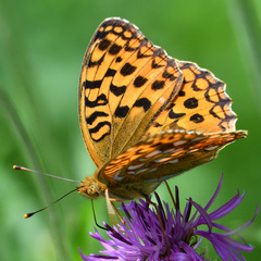 Argynnis adippe