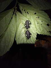 Archiblatta beccarii