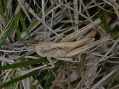Chorthippus brunneus
