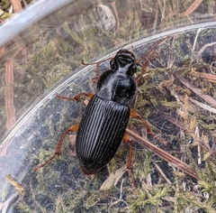 Harpalus pensylvanicus