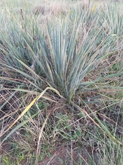 Yucca arkansana