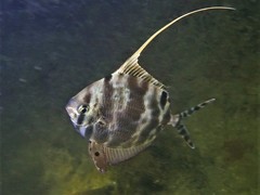 Metavelifer multiradiatus