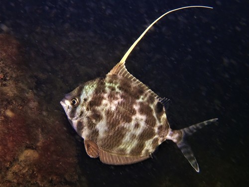 Common veilfin (Metavelifer multiradiatus) — Veliferidae