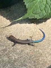 Plestiodon