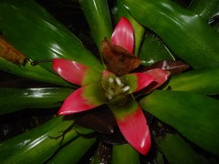 Nidularium innocentii