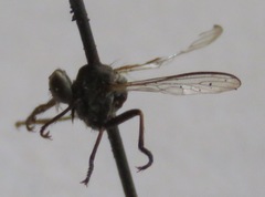 Ommatius parvus