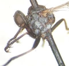 Ommatius parvus