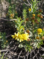 Euryops lateriflorus