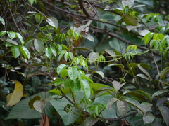 Tetrastigma