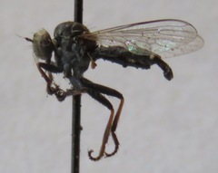 Ommatius parvus