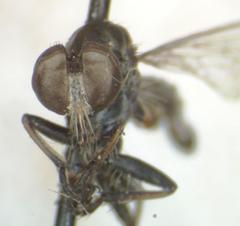Ommatius parvus