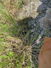 Carex longii