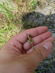 Carex longii