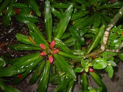 Nidularium innocentii