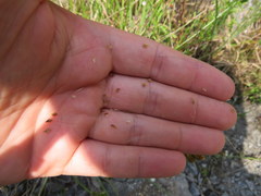 Carex longii
