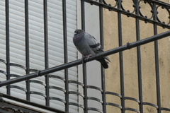 Columba livia