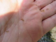 Carex longii