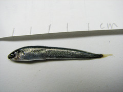 Enchelyopus cimbrius