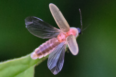 Photinus marginellus