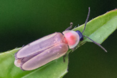 Photinus marginellus