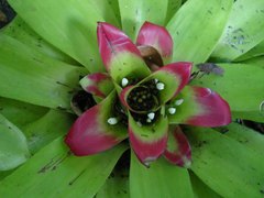 Nidularium innocentii