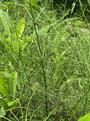 Equisetum palustre