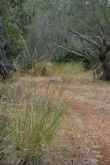 Achnatherum bromoides