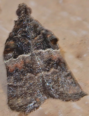 Satole ligniperdalis