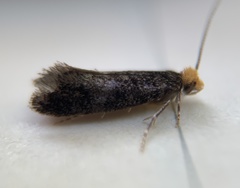 Doleromorpha porphyria