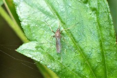 Armigeres subalbatus