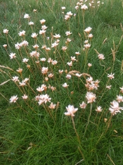 Armeria maritima maritima
