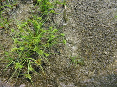 Cyperus granitophilus