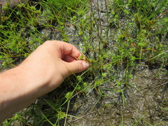 Cyperus granitophilus