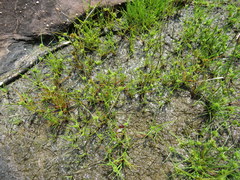Cyperus granitophilus