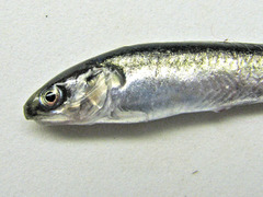 Enchelyopus cimbrius