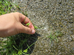 Cyperus granitophilus