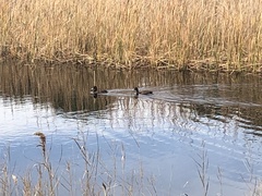 Netta erythrophthalma