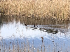 Netta erythrophthalma