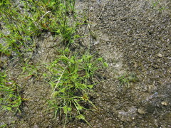 Cyperus granitophilus