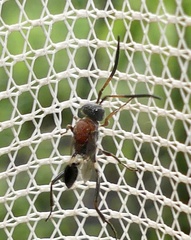 Evaniella semaeoda
