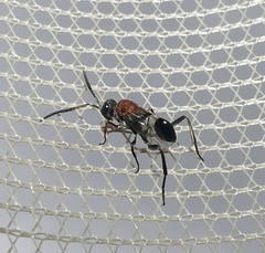 Evaniella semaeoda