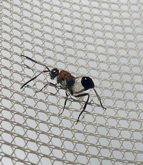 Evaniella semaeoda