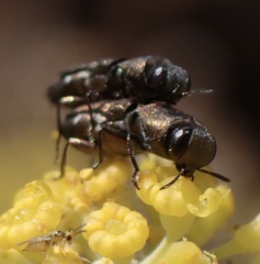 Anthaxia umbellatarum