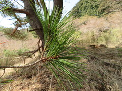 Pinus densiflora